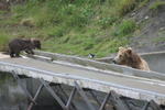 Bear Viewing Kodiak Island Alaska